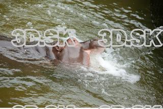 Hippo baby 0038